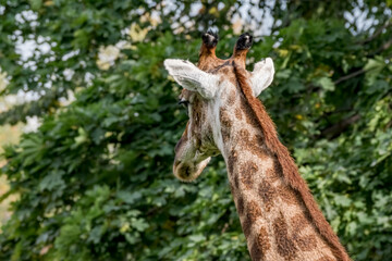Giraffe (Giraffa camelopardalis)