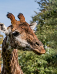 Giraffe (Giraffa camelopardalis)