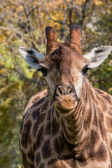 Giraffe (Giraffa camelopardalis)