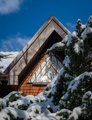 Juniperus squamata Meyeri under snow in front of attic window of country house. Snow-covered juniper branches against blue sky. Attic roof covered with snow. Evergreen winter garden.
