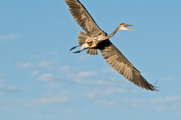 Great Blue Heron (Ardea herodias) in Bolsa Chica Ecological Reserve, California, USA