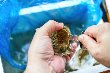 A chef is prying open the shells of oysters, opening the oysters