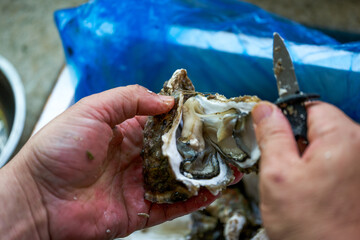 A chef is prying open the shells of oysters, opening the oysters