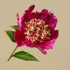 Beautiful dark pink peony flower with a delicate yellowish center isolated on a beige background.