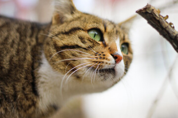 tabby cute cat of warm spring.