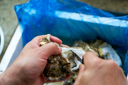 A chef is prying open the shells of oysters, opening the oysters
