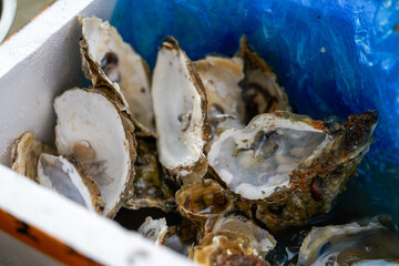 Close-up of oyster shells in trash can
