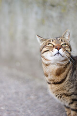 tabby cat bathes in warm spring.