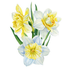 Watercolor flowers daffodils on isolated on white background, spring bouquet