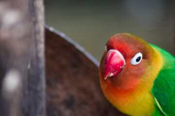 feeding fischeri lovebird parrot on a cage