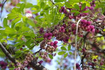 満開のアケビの花　木通の花