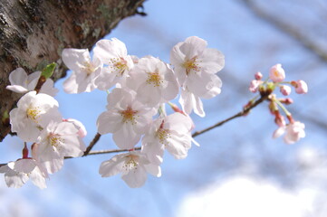 桜の花　ソメイヨシノ　満開の桜の花