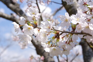 桜の花　ソメイヨシノ　満開の桜の花