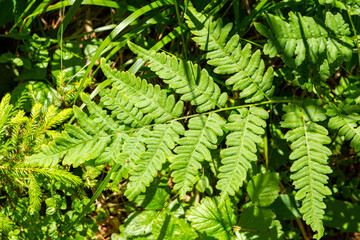 Green leaf of the fern in the forest, Arboretum Mustila, Finland