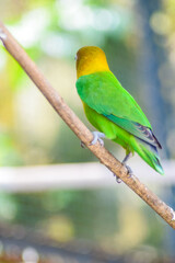 Obraz premium fischeri lovebird parrot on branch of tree