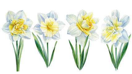 Watercolor flowers, Set of daffodils on isolated on white background, botanical illustration, flora design