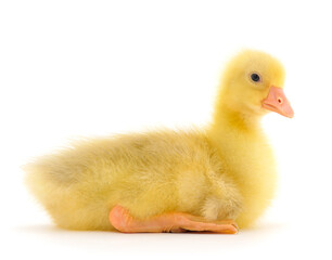 One little gosling.