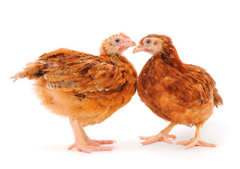 Two young brown hen isolated.