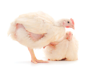 Two chicken or young broiler chickens.