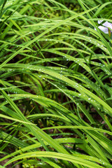 卯辰山公園　花菖蒲園