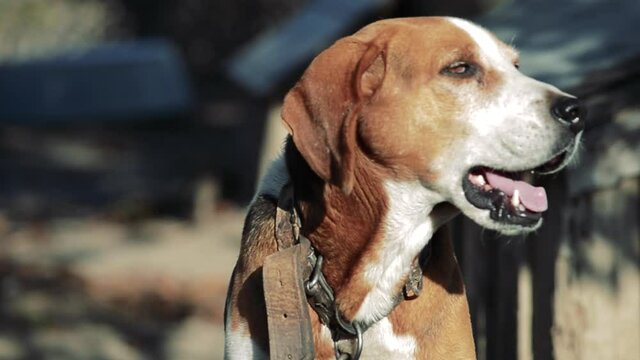 Estonian Hound dog outdoor portrait at cloudy day. Front view.