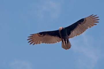 Turkey Vulture (Cathartes aura) on Salton Sea, Imperial Valley, California, USA
