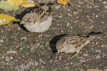 Male and female of House Sparrow (Passer domesticus) in park, Central Russia