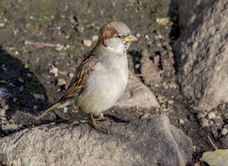 Male House Sparrow (Passer domesticus) in park, Central Russia