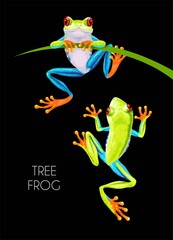 Vector illustration of high detailed tree frog - 422245006