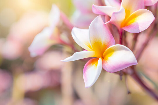 Closeup Plumeria flower over blurred garden background with vintage morning warm light, spring season concept, outdoor day light, nature concept background