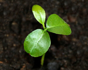 Tangerine sprout close - up view
