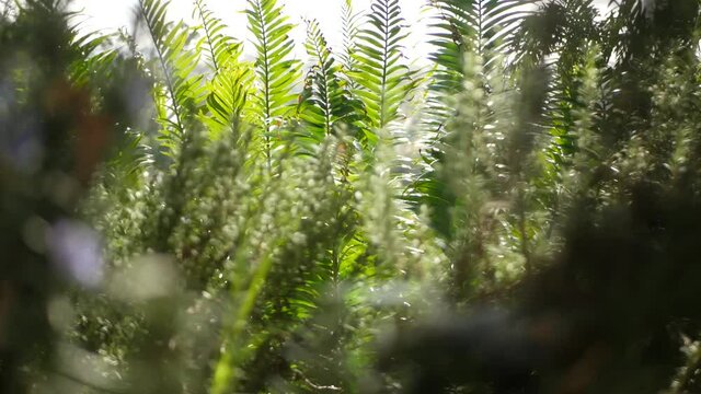 Cycad fern leaves in forest, California USA. Green fresh juicy natural botanical leafage. Encephalartos or zamiaceae dioon palm lush foliage. Tropical jungle rainforest woods atmosphere garden design.