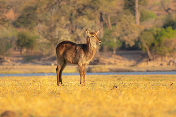 Naklejka na ściany i meble Waterbuck (Kobus ellipsiprymnus) female standing on grassland along the Chobe river, Botswana