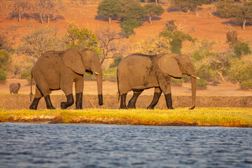 Two African elephants (Loxodonta africana) walk in the grass on the bank of the Chobe river, Botswana