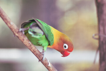 beautiful green parrot lovebird doing exercise on branch of tree
