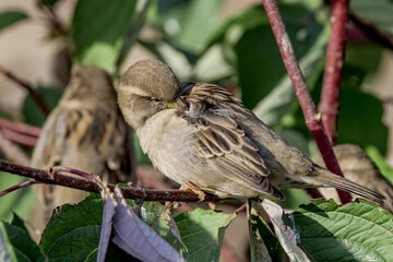 Female House Sparrow (Passer domesticus) in park, Central Russia