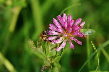 A bee collects nectar on a clover.