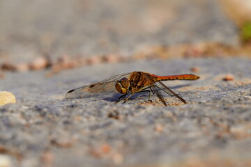 Dragonfly sitting on the ground.