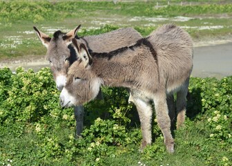 Naklejka na ściany i meble Donkeys in the marshes (ânes dans les marais). France