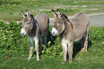 Donkeys in the marshes (ânes dans les marais). France