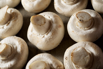 Mushrooms close up