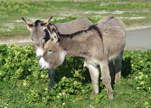 Donkeys in the marshes (ânes dans les marais). France