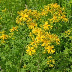 Blühendes Johanniskraut, Hypericum perforatum, in der Wildnis