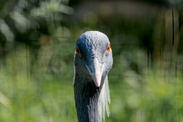 Demoiselle Crane (Anthropoides virgo)