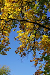 Nice weather in the autumn city park.