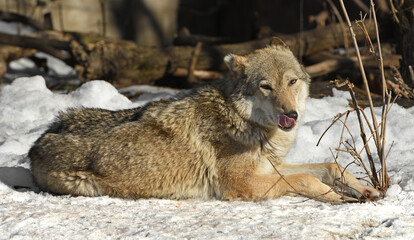 Obraz premium One-eared Eurasian wolf (Canis lupus lupus) lies in snow and licks