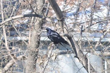 A black raven sits on a tree branch