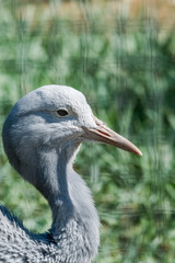 Blue Crane (Anthropoides paradiseus)