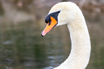 White mute swan cygnus olor grooming its white plumage and white feathers with orange beak to clean feathers and grease feathering to swim and keep warm when swimming on a lake as graceful waterbird
