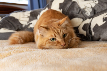 見つめる猫　茶トラ猫